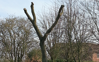 Tree Trimming in Broughton Tree Trimming in Broughton